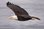 Alaska;Bald-Eagle;Flying-Bird;Haliaeetus-leucocephalus;Kenai-Peninsula;Photograp